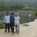 사라실 라벤더 단지 이미지