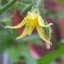 방울토마토 꽃과 열매 줄기 잡아주면서 키우기 이미지