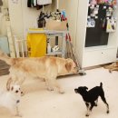 해피치 애견카페 이미지