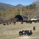 아기염소 이미지