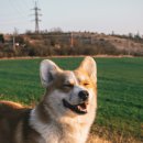 아이튼튼동물병원 이미지