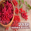 🍒 구기자! 피로회복에 특효약이다. 이미지