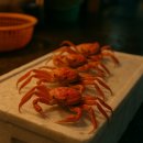 동해-단속-29 | 밥그릇 크기 홍게 4마리가 10만원... 속초, 또 '바가지 논란' 터졌다