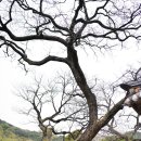 남사-18 | 경남 산청 여행 남사예담촌 사극 드라마촬영지 명소