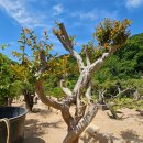 태림농원 이미지