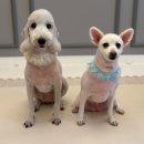 복탄산수 이미지