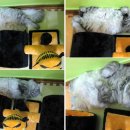 시소 펫 이미지