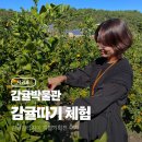 환타지아 | 제주 감귤체험 11월 서귀포 감귤박물관 감귤판타지아 전시 후기