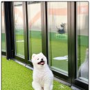 반려담애견유치원 이미지