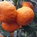 동실농장 이미지