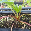 비량농원 이미지