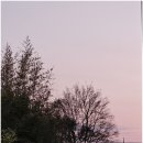 칠곡목련아파트 앞 | 걷다 보니 알게 된 우리 아파트, 이렇게 예뻤나 싶었던 날 [목련 개화시기]