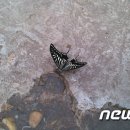 나비의꿈
