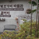 세계조가비박물관 이미지