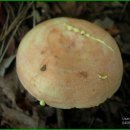 노란젖버섯 Lactarius chrysorrheus Fr. キチチタケ 이미지