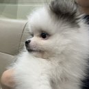 카인드독 이미지