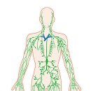 암 치료 과정에서 림프? 임파선? 임파절? 림프절? ​ 이미지