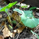 개화초등학교 이미지