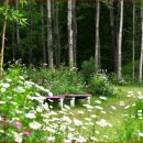 장미정원 이미지