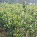 횃불농장 이미지