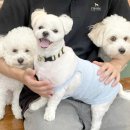 디오네 도그케어 이미지