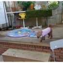 하늘켄넬 이미지