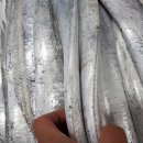 목포뻘낙지 이미지