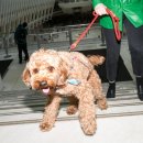 GOOD LIFE DOG 이미지