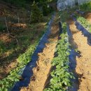 민지네농장 이미지