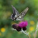 우리가족 건강약차 | 세계가 인정하며 항암중에도 쓸수있는 간,담의 영약 엉겅퀴