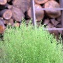 마당쓸고 돈줍고 댑싸리[꽃말]효능과 대싸리차 만들기 씨앗 채취 시기 이미지