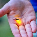 반딧불마트(시장) 이미지