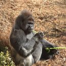 고릴라 이미지