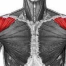 BODY MAKER 이미지