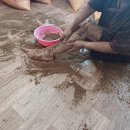 더휴편백원