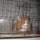 독립문동물병원 이미지