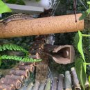 성진프라스틱 | 크레스티드게코 303045에서 303090 사육장 제작기｜아크릴 확장형 세팅 후기