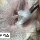 순아미용실 | [멍즈니랜드] 부산 대형견 출장미용•목욕 래브라도 리트리버 출장 미용후기