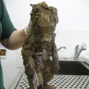 멍멍이네 이미지