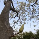 꽃피는언덕 이미지