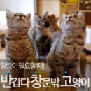 반갑다 창문밖 고양이 이미지