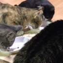 신동물메디컬센터 이미지