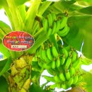 몽키바나나 이미지