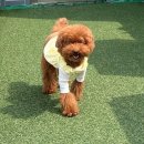 멍지중지 이미지