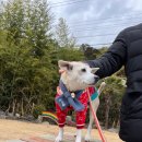 모니카애견 이미지