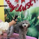 슈가 펫살롱 이미지