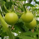 만민농장 이미지