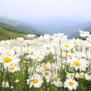 청옥산깨비마을 야영장 이미지