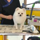 루루는포메 이미지