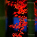 행복(幸福)
